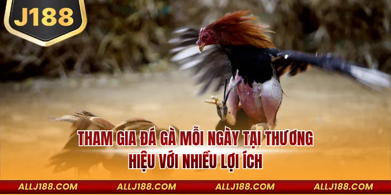 Tham gia đá gà mỗi ngày tại thương hiệu với nhiều lợi ích